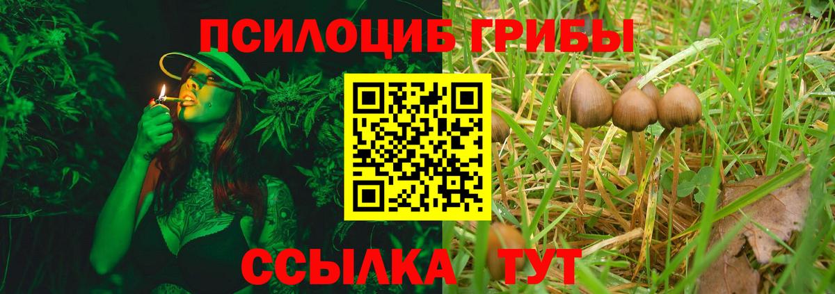 Псилоцибиновые грибы GOLDEN TEACHER Бор